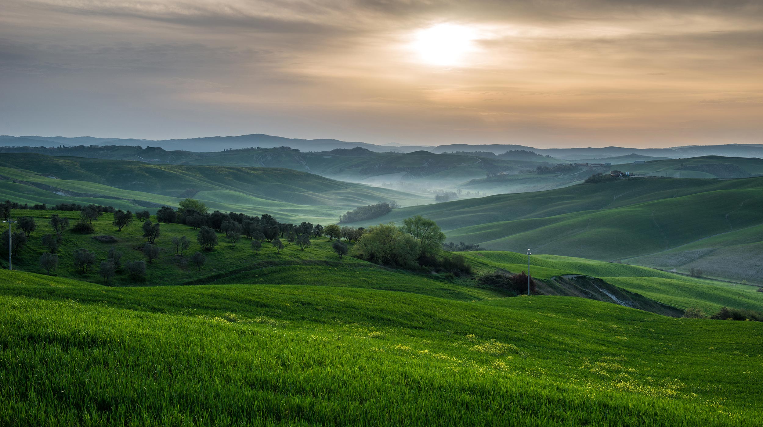 yolo-2500x1400-7 An open field