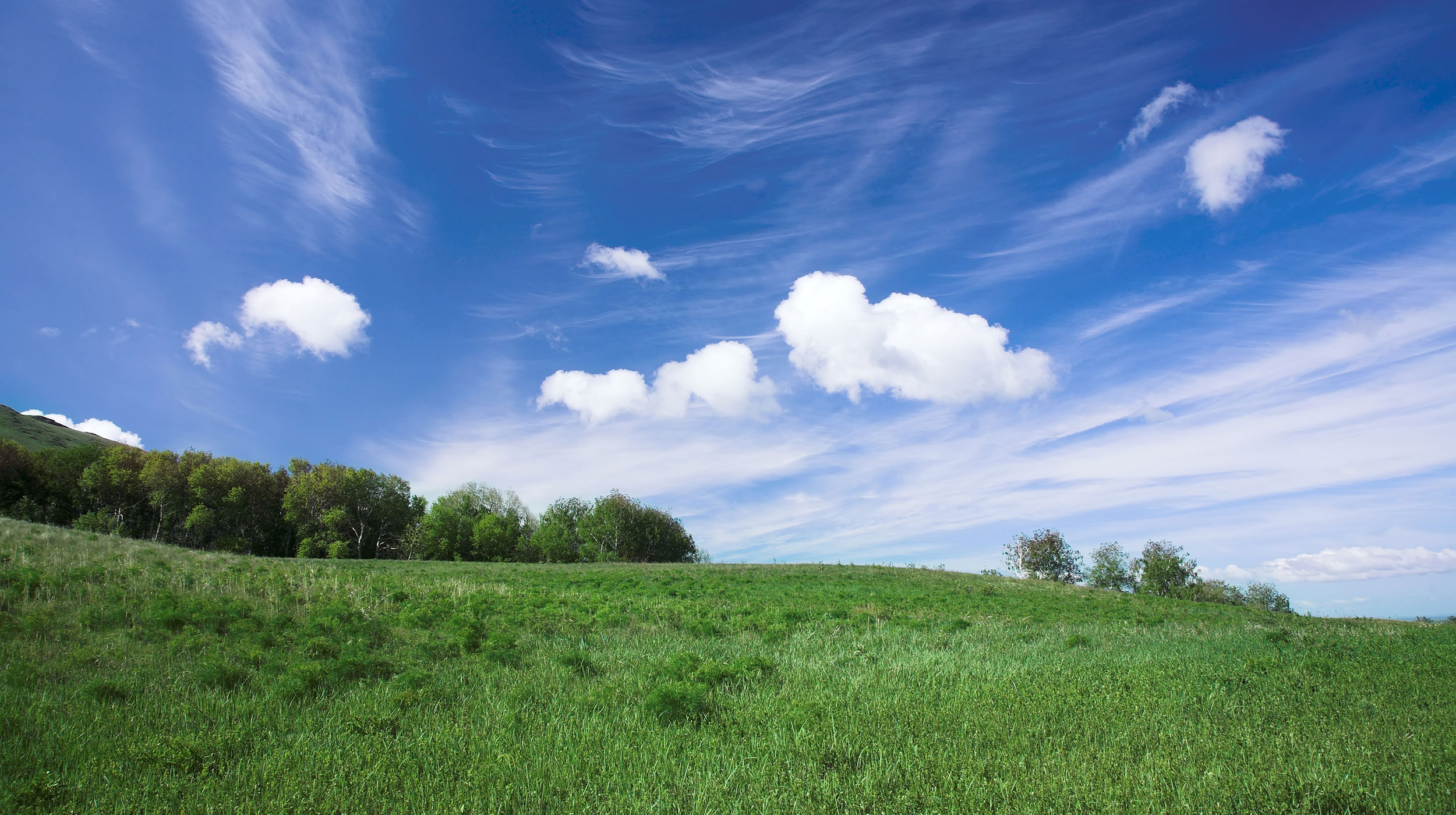 A grassy field